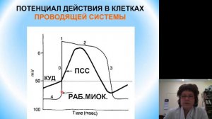 Нормальная физиология 11. Динамика деятельности сердца