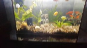 Аквариум 30 литров.