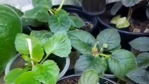 Глоксинии и минисиннингии