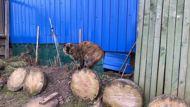 Галина Павловна смотреть онлайн