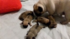Щенки мопса. Неделя с рождения.