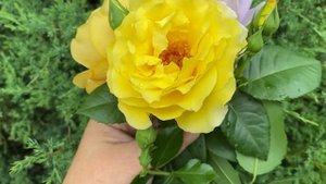Роза Голден Селебрейшен. Сравним оригинальный саженец с неоригинальным.