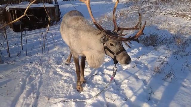 Учим диких животных/ Звуки диких животных/ Развивающее видео для малышей.