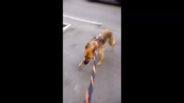 Луксорка до и после приюта( спустя 2 недели домашней жизни)) перезалив смотреть онлайн