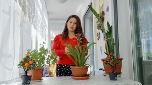 Guzmania Çiçeğinin Bakımı