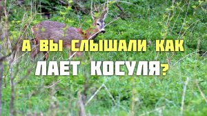 А вы слышали как ЛАЕТ КОСУЛЯ ?