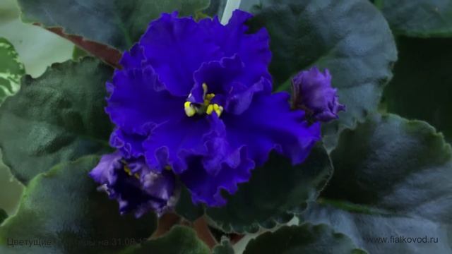 Фиалки, продающиеся 31.08.17 в магазине "Фиалковод" у м. "Отрадное смотреть онлайн