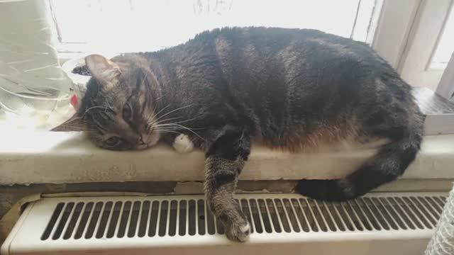 Тоша лежит на подоконнике