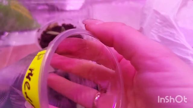 Пересадка Эустомы из торфяных таблеток. Первая подкормка Эустомы.