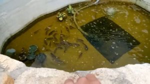 Выращивание Карпа в озере у дома. Начало