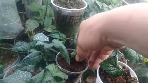 Способ как быстро размножить ежевику.