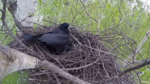 Грачи 160506 1к гнездо в Колонии, Тырново 3