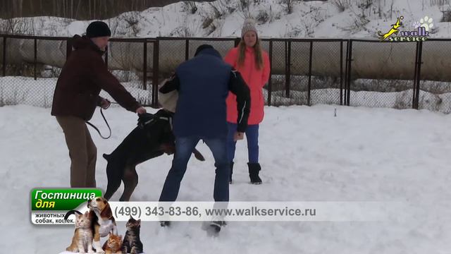 Доберманы, обучение фигуранта, информация для оператора съёмки смотреть онлайн