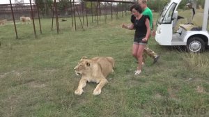 ОПАСНЫЕ ИГРЫ СО ЛЬВАМИ ？ ⧸ Сафари-парк Тайган.