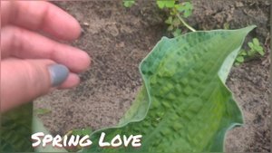 Хоста сорт Spring Love... выход весной... первый год посадки