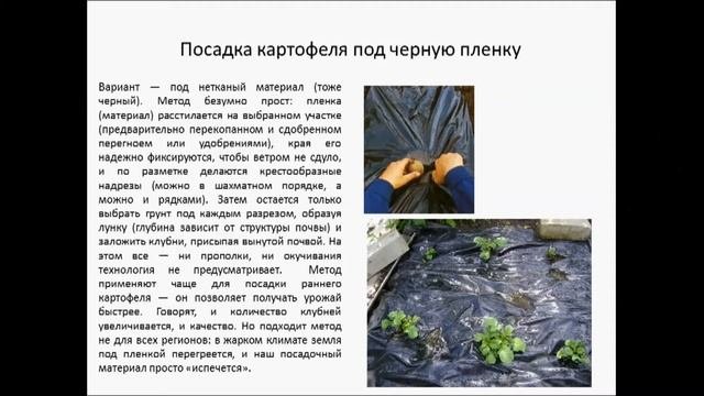 Необычные способы посадки картофеля