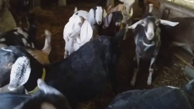 Козлят выселяем хватит........... смотреть онлайн