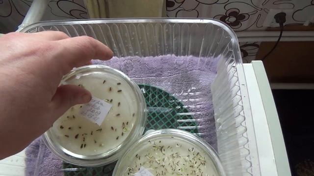 Замачивание семян перца в перекиси. Что делать с лотками из яиц если размочить в воде