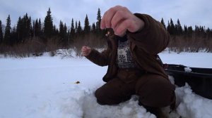 Ловим Щуку на жерлицы. А Щука его любит!