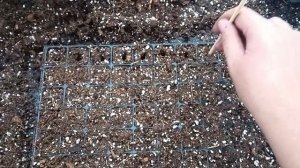 как укоренить черенок петунии  !? легко !!! евро неукор от фирмы ДАНЗИГЕР