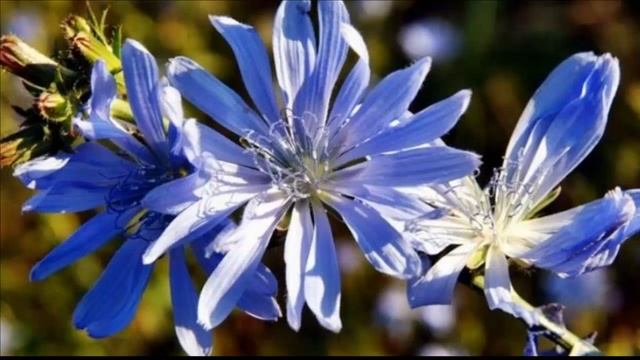 Польза и вред цикория смотреть онлайн