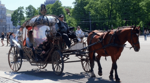 В Петербурге требуют запретить катание на лошадях