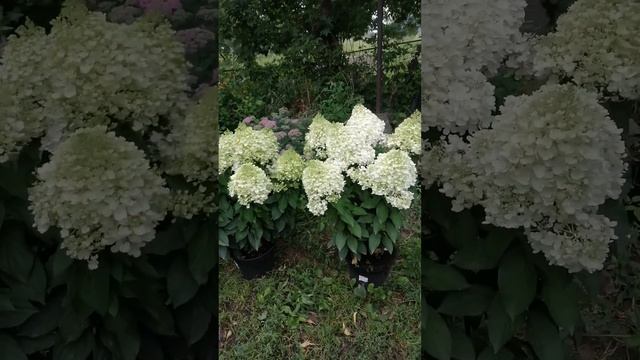 Сорт метельчатой гортензии "Пинки Промис" смотреть онлайн
