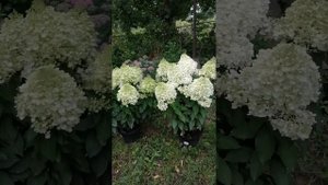 Сорт метельчатой гортензии "Пинки Промис"