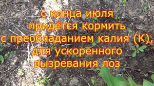 Уход за САЖЕНЦАМИ ВИНОГРАДА ЛЕТОМ. Кормим. Помогаем. Защищаем