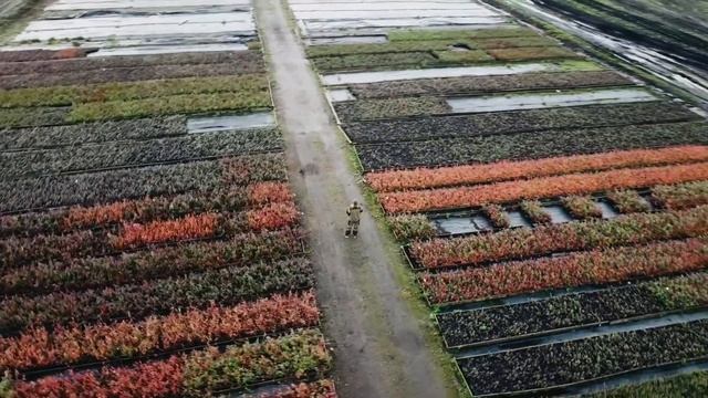 Саженцы голубики in vitro осенью в Питомнике Черновых