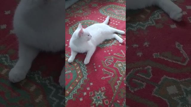 "Не догонишь" Кот насторожился. Кот готов убегать от кошки. Котята играют. Котята бегают.Игривый ко смотреть онлайн