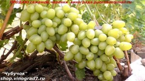 Виноград АРКАДИЯ добрая классика- один из самых надежных сортов грозди по 2 кг (Пузенко Наталья)