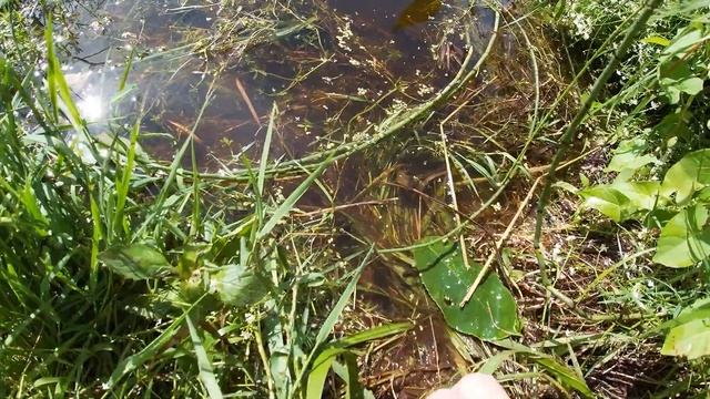 На меня охотятся пиявки. смотреть онлайн