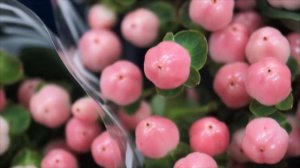 Гиперикум inodorum Magical Pink купить в Минске