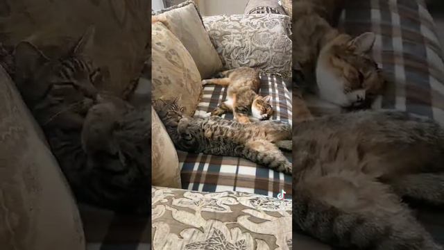 что кот хочет
