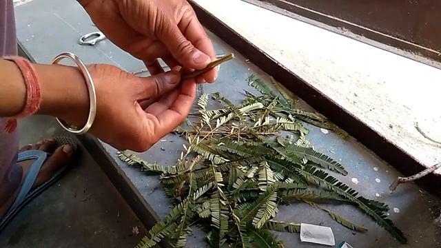 amala grafting/ आँवला की कलम कैसे लगाएे смотреть онлайн