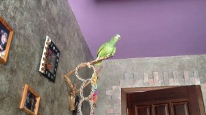 Венесуэльский амазон поёт