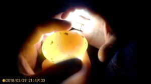 Дела текущие. Двор. Ворота. Инкубатор. Стряпаем пирог.