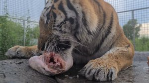 АСМР Тигры Кушают / ASMR Tigers are eating