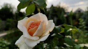 Любимые розы в саду