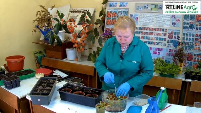 Посадка черенков колеуса. Колеус - выращивание. смотреть онлайн