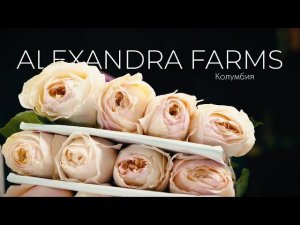 Джульетта от David Austin | Плантация Alexandra Farms, Колумбия