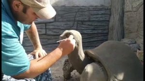 как  сделать  скульптуру  черепахи  из  арт  бетона мастерская  Бека