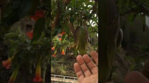 Brugmansia sanguinea in sacred valley of the Incas - South Peru