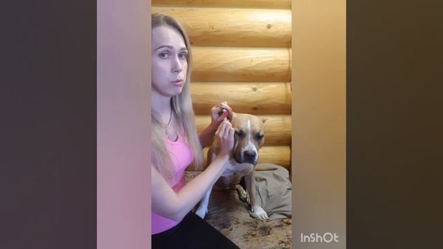 Как клеить уши Амстаффу ( булли) ?! GaidJewel's kennel. Часть 1. смотреть онлайн