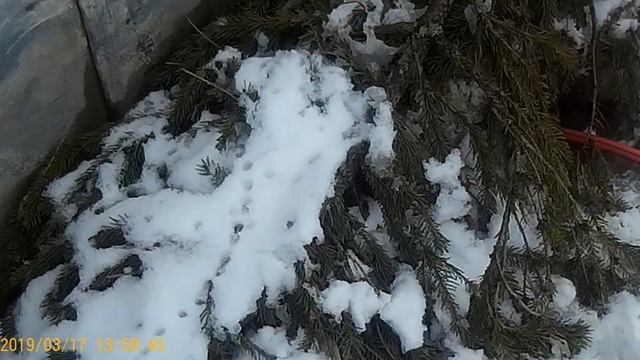 Как отличить дурака от психа.
