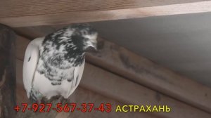 Питомник Бойных голубей разных пород Водопьянова Евгения в Астрахани!!