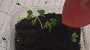 УХОД ЗА РАССАДОЙ. САЛЬВИЯ ИЗ СЕМЯН