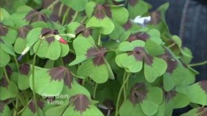 Plant Pick - Oxalis 'Iron Cross'