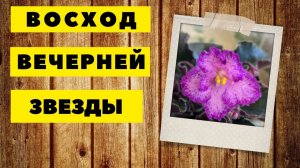 Формируем мини-трейлер. Самое удобное кашпо?